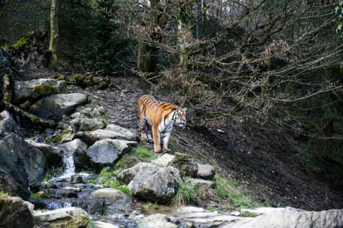 Tiger-schaut