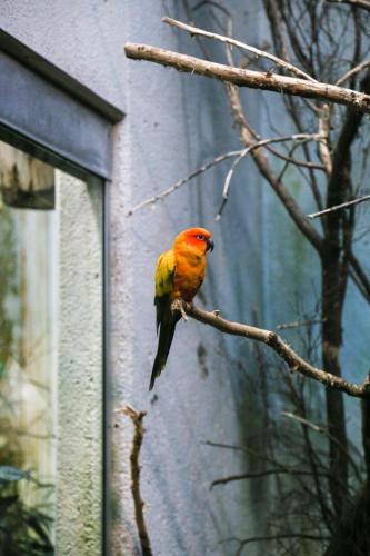 Vogel-orange